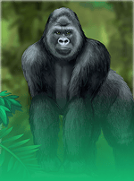 King Of The Jungle-bg