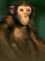 Jungle Conquest-bg
