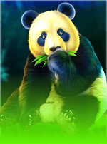 Pandas Fortune-bg