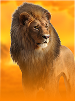 Hot Safari