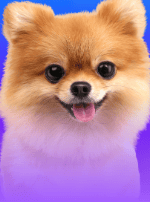 Puppy Spins
